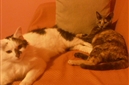 Gatti. Gatti.